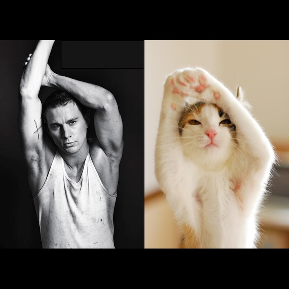 🔥🐈 PLs Send this cat for WALK🔥 SHARE 🐈🐈🐈🐈🐈🐈🐈🐈🐈🐈🐈🐈🐈🐈 - Picture 6 of 8